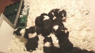Bute x Dale pups move outside
