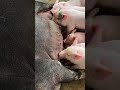 A Mother’s Love | Feeding Milk to Hungry Piglets