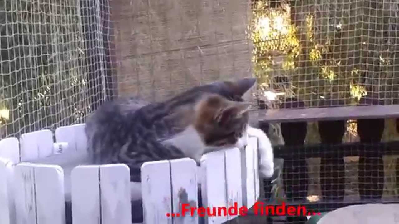 Katzenhotel Mechelgrün bei Plauen/Vogtland