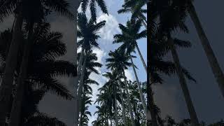 Exploring Aburi Botanical Gardens In Ghana