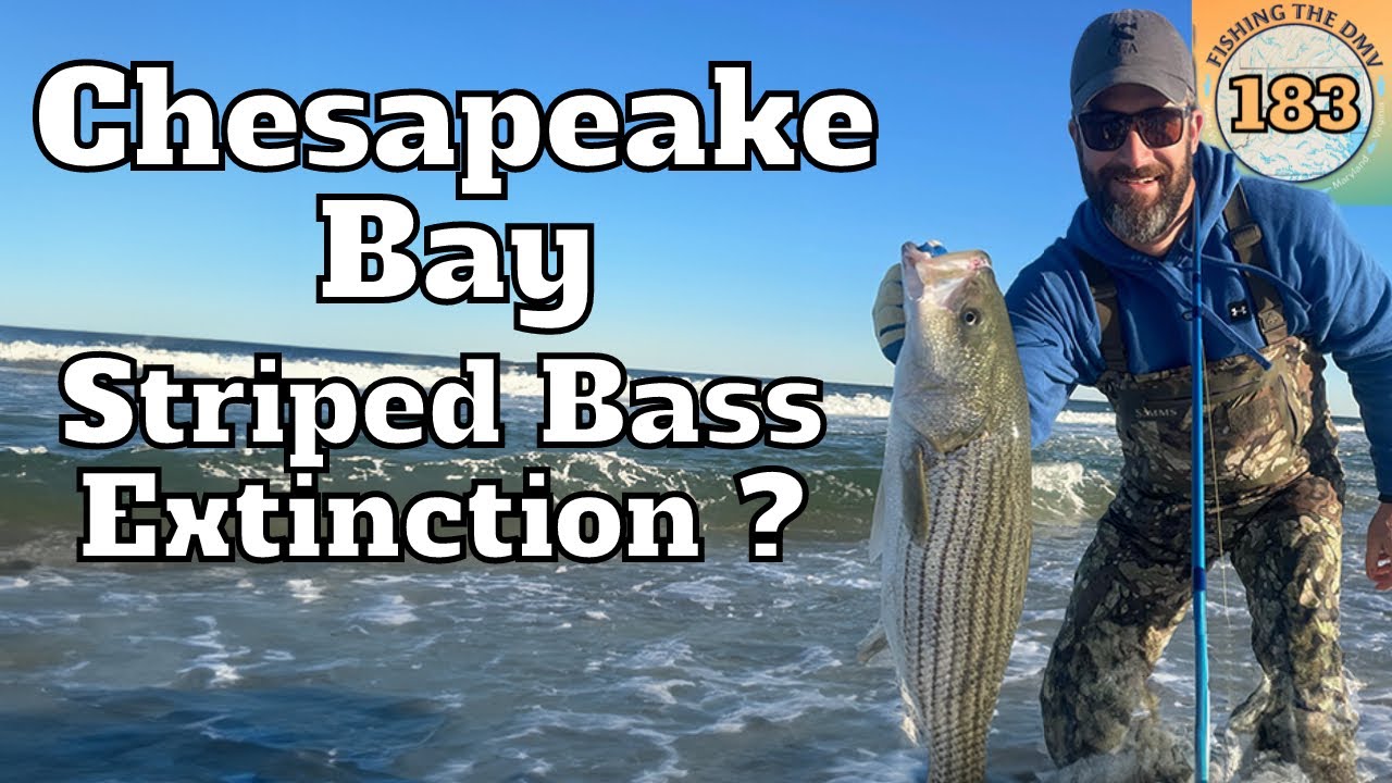 Chesapeake Bay Saltwater Fishing the end of Striped Bass fishing