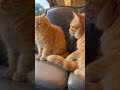 The Last Ride – A Chubby Cat’s Farewell Journey #trending #cat #shortfeed #youtubeshorts