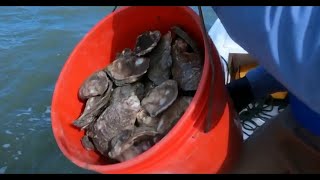 Using oysters to rebuild reef in Galveston