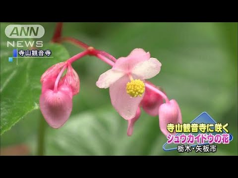 お寺に咲く 観音様の首飾り シュウカイドウの花 18 09 02 Youtube