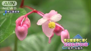お寺に咲く“観音様の首飾り”・・・シュウカイドウの花(18/09/02)