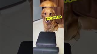 Try Not To Laugh, Dog Edition (Volume 19) funny dogs videos