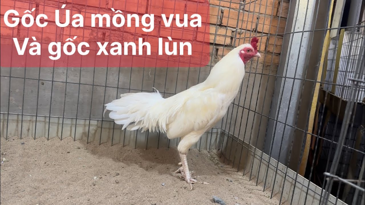 Trại gà nam phát kg, tốp trống úa mồng vua ngày 31 tháng 3, 2025 083.888.2228-033.5555.339