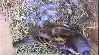 House Sparrow Egg Laying Stage [15th April 2019]