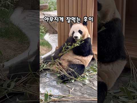 이제 우리 후이 걱정없댜 잘먹고 웅니랑도 잘놀구 잠도 잘자네 임오는 우리 후이 70kg찍으면 너무 행복할 것 같아 많이 먹자 후이바오 Panda 세컨하우스 