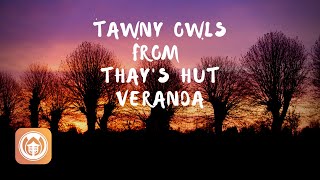 Tawny Owls from Thay's Hut Veranda | Upper Hamlet, Plum Village screenshot 4