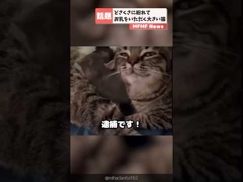どさくさに紛れて子猫と一緒にお乳をいただく大きい猫 