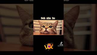 Kucing Kucing Comel