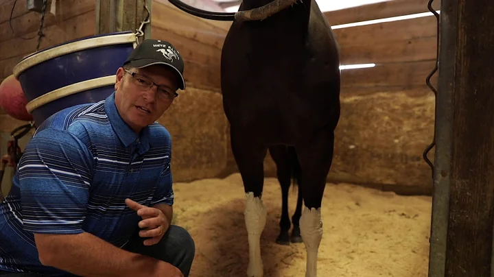 Jeffrey Metz Racing "Clay Therapy" for race horses