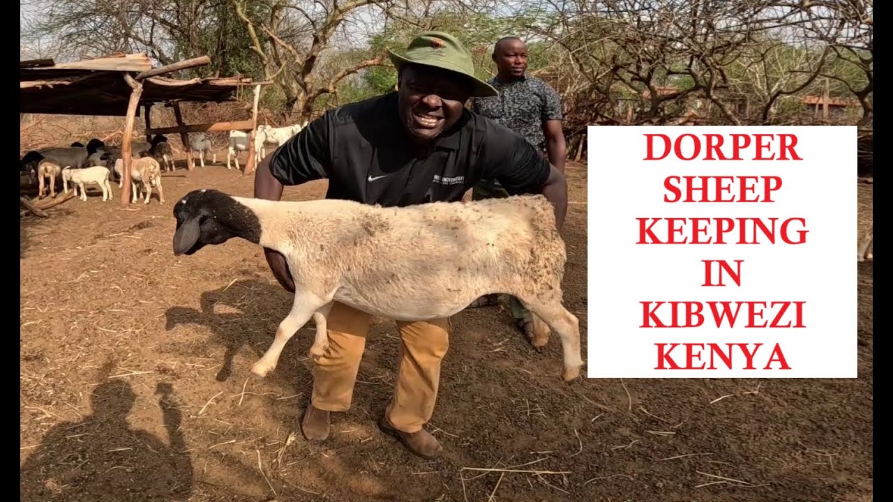 A VISIT TO THIS DORPER SHEEP FARMER WILL SUPRISE YOU!!!