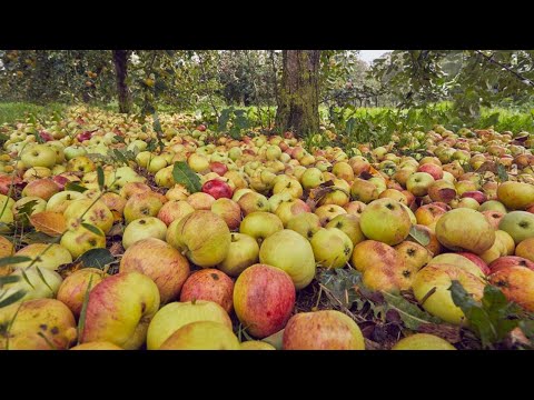 Video: Informace o Lodi Apple: Další informace o pěstování jablek Lodi