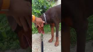 Max the dobbie learning how to respect other dogs in his territory Max the dobbie learning how to respect other dogs in his territory