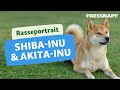 Rasseportrait: Akita Inu & Shiba Inu