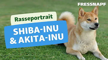 Ist ein Akita ein Familienhund?