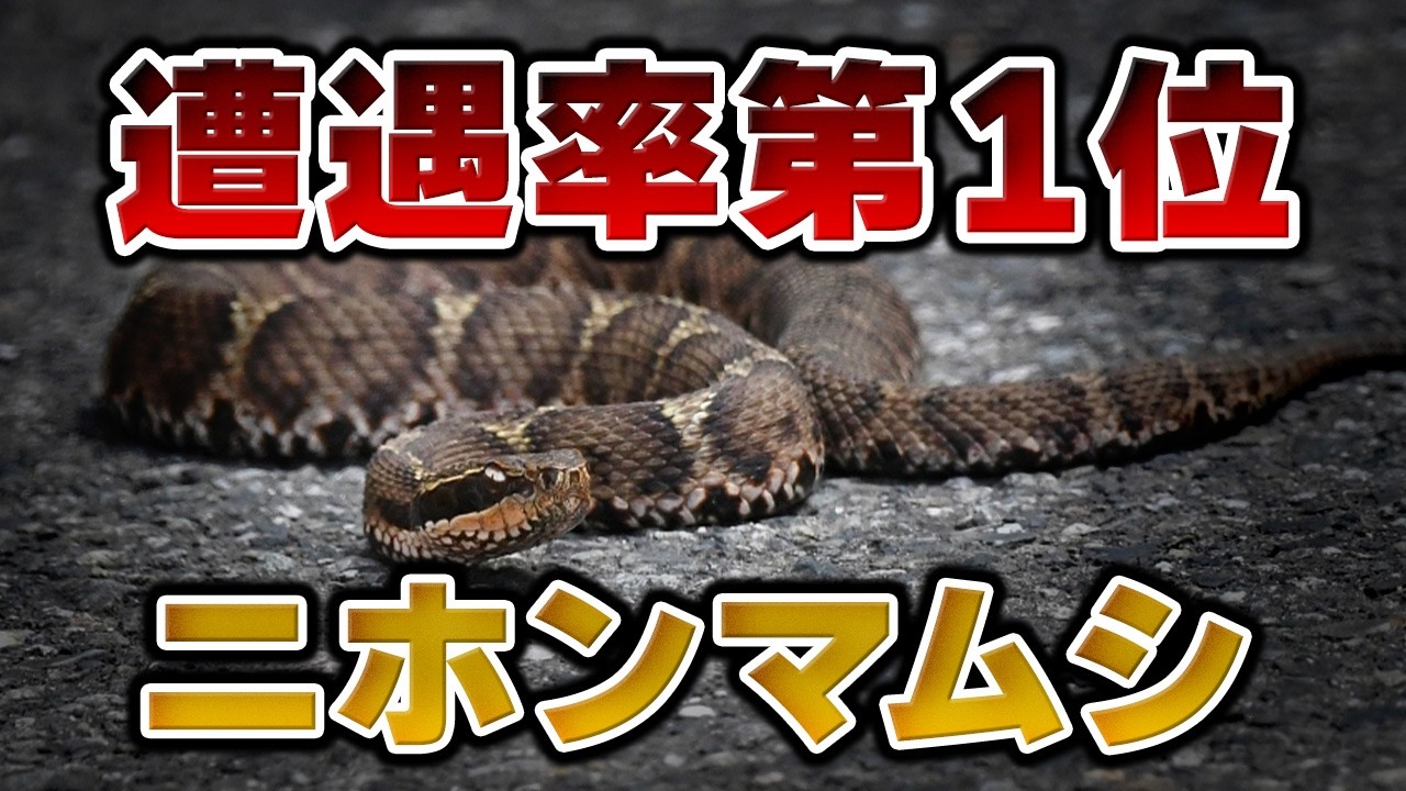 【恐怖】年間3,000人が被害に!?身近すぎる危険な毒蛇「ニホンマムシ」について【ゆっくり解説】 - YouTube