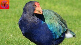 Takahē  Animal of the Week