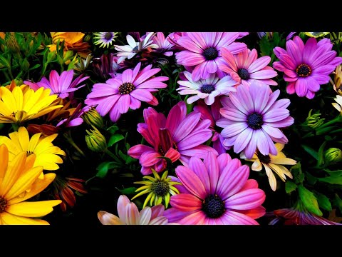 Видео: Сборник красивой музыки для души (музыка цветов) !!!