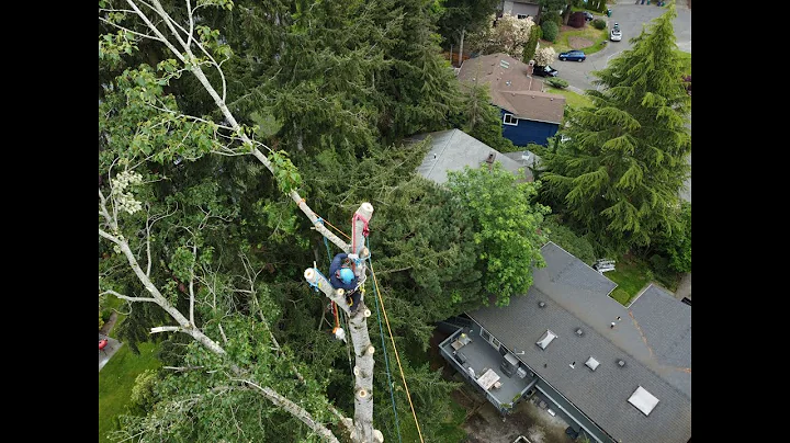 Cottonwood Tree Removal with a Double Rigging System