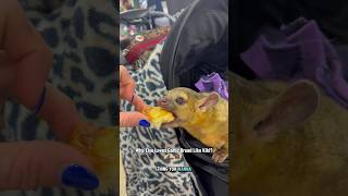 It took 27 years, but we have found her kryptonite…🥖🧄🐻￼ #kinkajou #animals