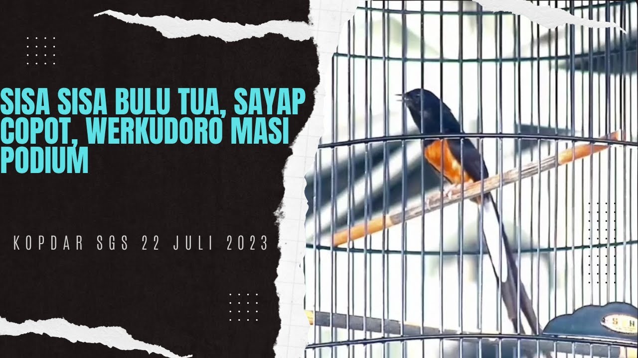 Sisa sisa bulu tua,bulu sayap jatuh!!WERKUDORO masi podium, kopdar sgs