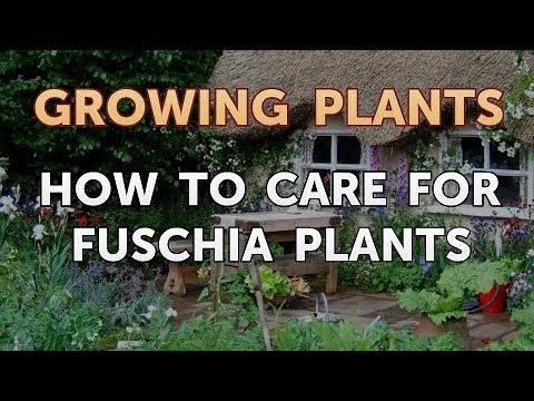 Video: Trồng Fuchsia cứng: Chăm sóc Fuchsias cứng trong vườn