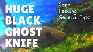 Black Ghost Knife Fish - Most Amazing Fish - In My Aquaponics Tank