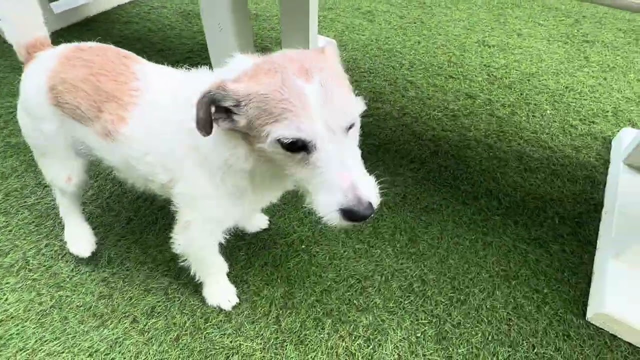 Happy dog                           2026年3月10日