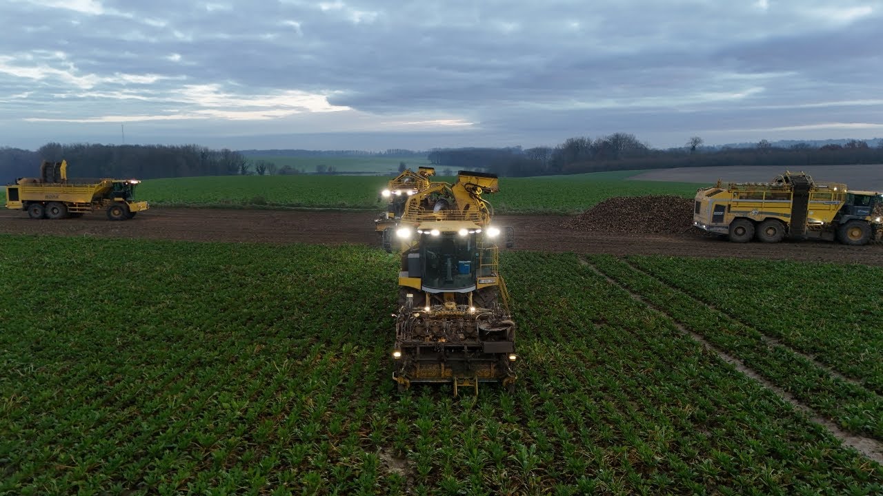 Betteraves - Ophain / 2024