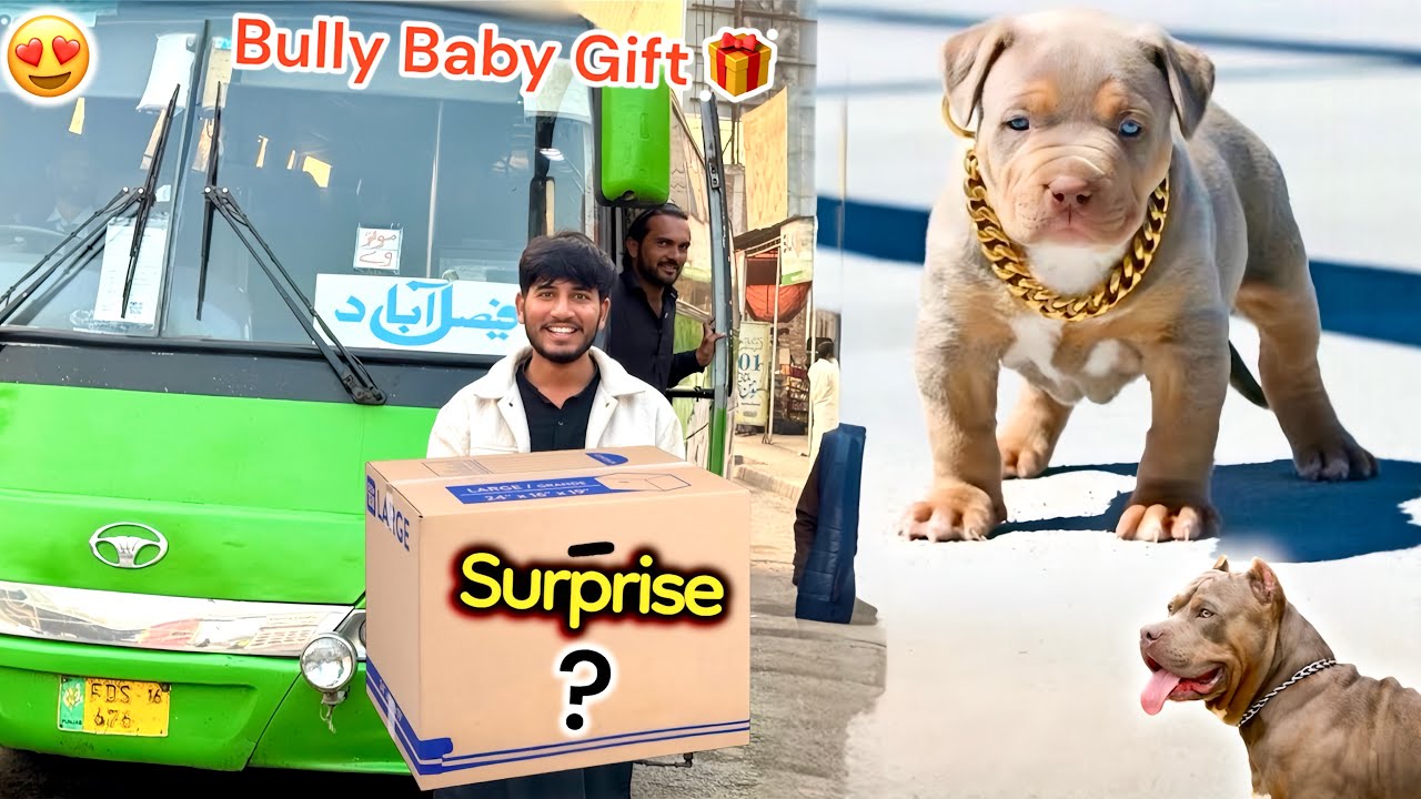 SUBSCRIBER NY BULLY DOG KA PUPPY🐶 GIFT 🎁 KR DIYA 😍