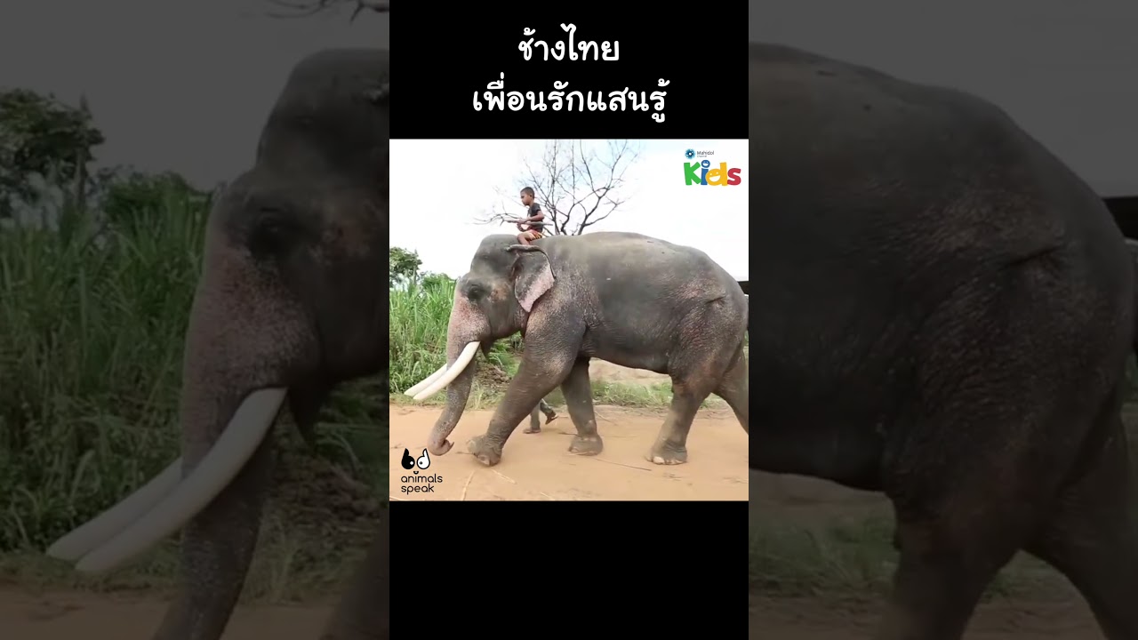 ช้างไทยเพื่อนรักแสนรู้ #Shorts