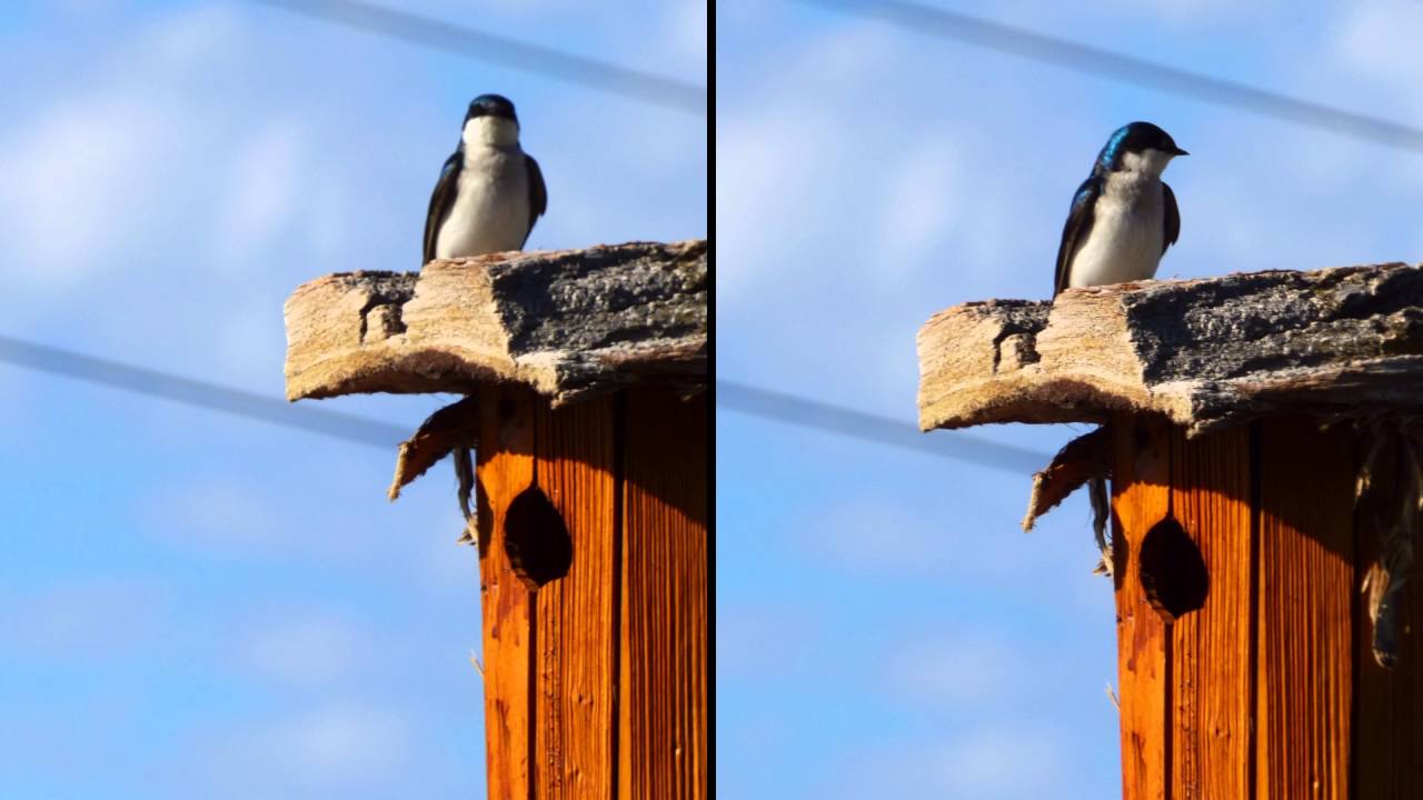 Murphy - Tree Swallows