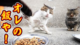 My food! A cat goes wild. Impressed cat video.