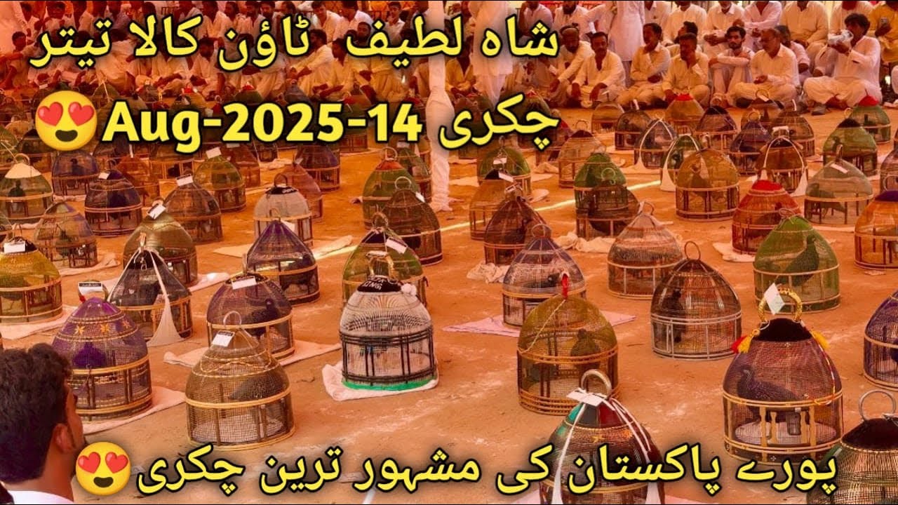 Very Famus Chakri Of Pakistan 🤞🏻😍❤️‍🩹/Kala Teetar Chakri Karachi😄