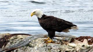 Sonido de Aguila - Sonidos de Animales para niños - YouTube