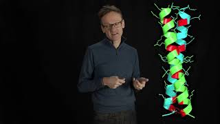 Lecture 07, concept 06: Leucine zippers & disulfide bridges stabilise coiled coils