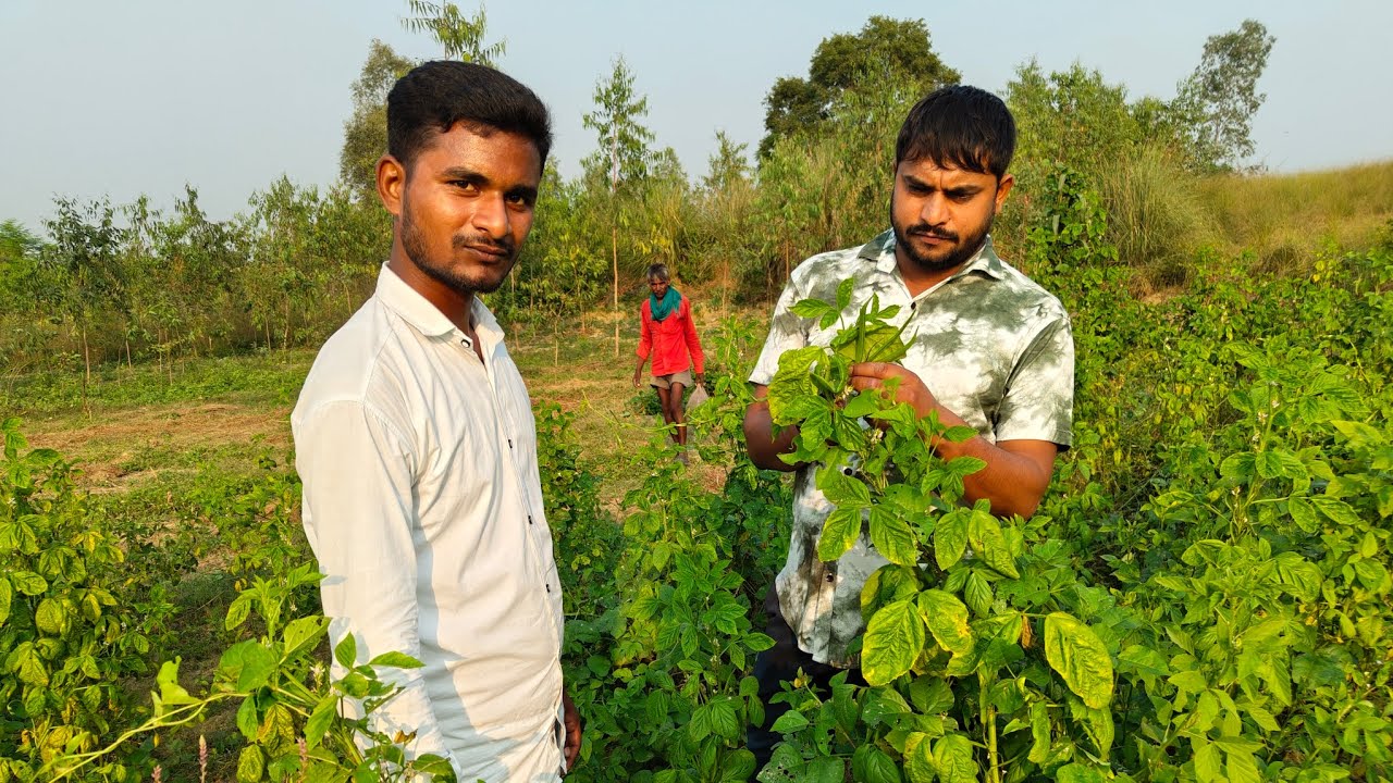 Gaon ke khet ( खेत की सब्जी़) 
