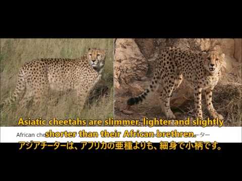 イランのアジアチーターは絶滅危惧種 Asiatic Cheetah Now On The Verge Of Extinction Youtube