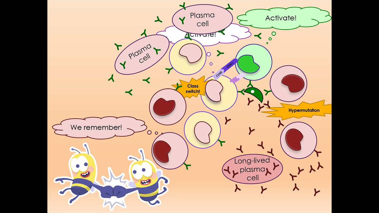 An introduction to atypical memory B cells (2021 MCHRI Symposium – David M  Vu)