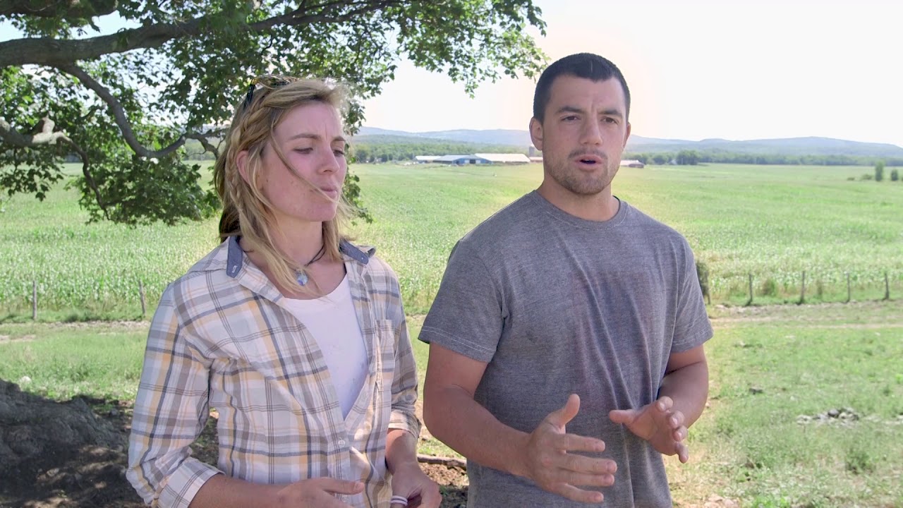 Are Dairy Foods GMO?