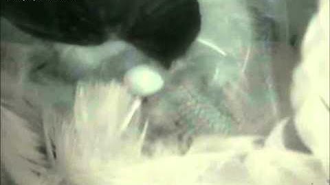 MNSA Tree Swallow-Cam: Hatching 6/13/12