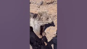 درودوارادت دوستان مدتی است که این خرس درسبلان خبرسازشده توضیحات کامل درزیرهمین پست میدم 