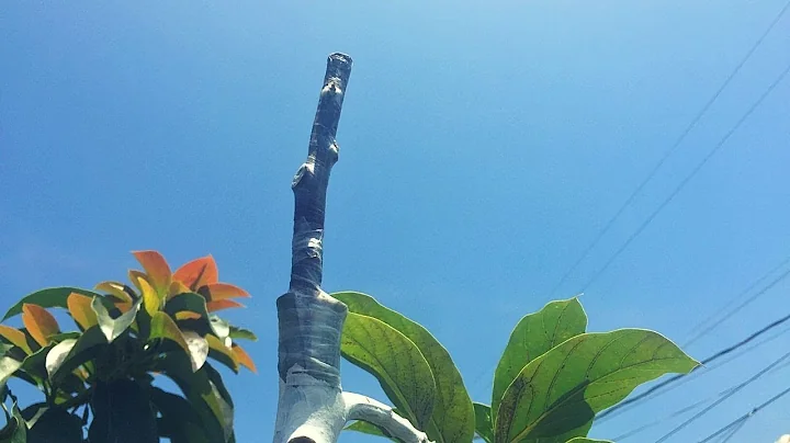 Avocado Grafting Gone Wrong! Why Grafts Fail and How to Avoid Mistakes