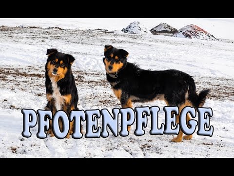 Pfotenpflege im Winter für Hund und Katze! Pfoten vor Streusalz, Rissen und Verletzungen schützen!