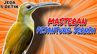 Download Lagu 🔴Masteran Pijantung Gacor Jernih Durasi Panjang 1 Jam |Speed Rapat |Ngebren AK-47 #masteranpijantung MP3