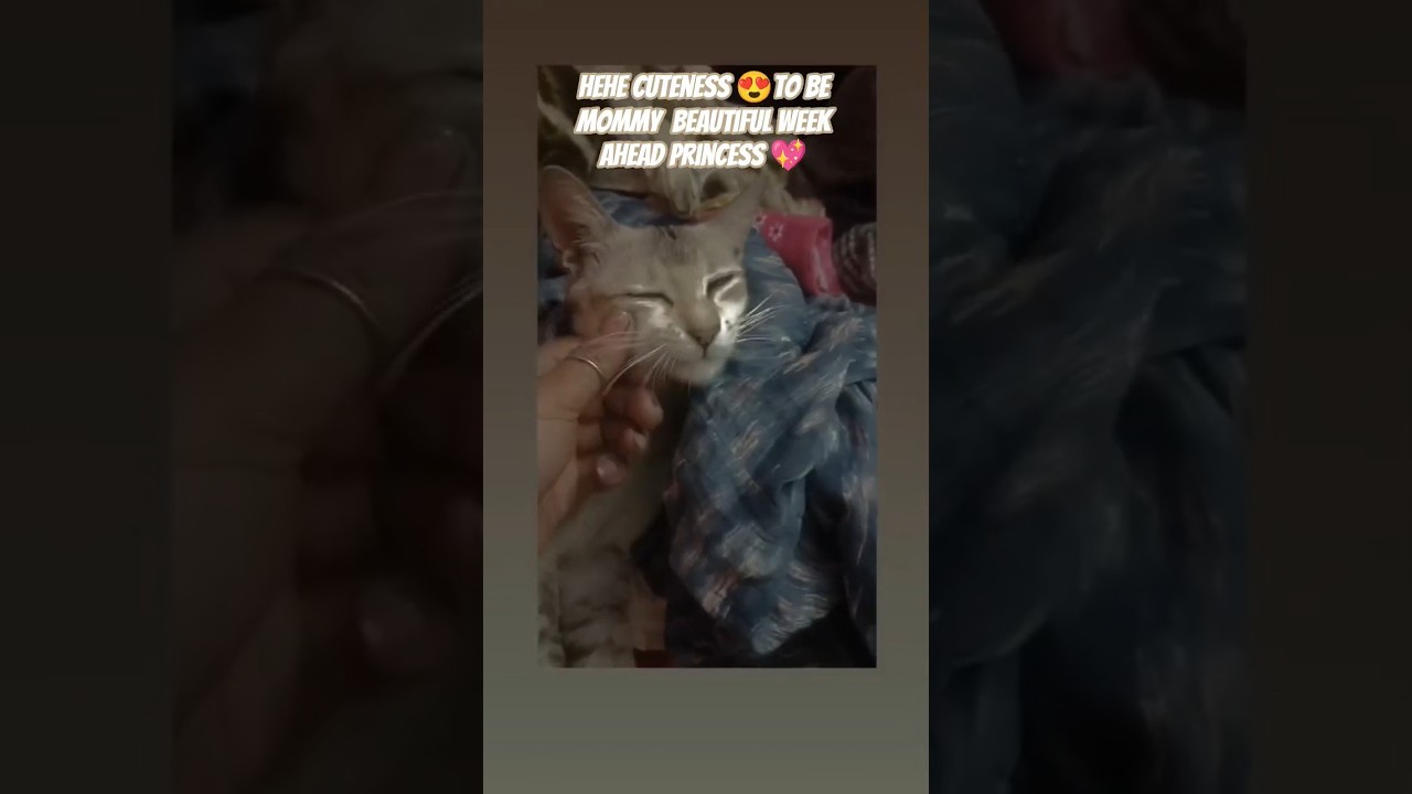 ❤️????Stay #happy & #healthy #cutebaby  #tobemommy #catshorts #cat #catlovers ????????❤️