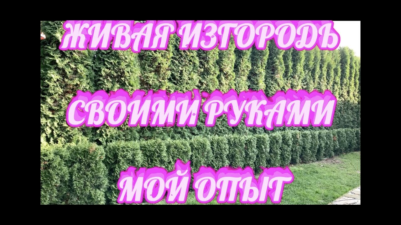 🌲ЖИВАЯ ИЗГОРОДЬ из туи 🐝 Как сделать живую изгородь своими руками Мой ...